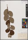 Foto von Salix caprea L.